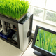 Illustration for article titled What Is Growing from this Working Computer?